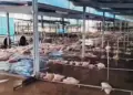 En riesgo 3 mil toneladas de carne por daños de ‘Polo’ en Sonora
