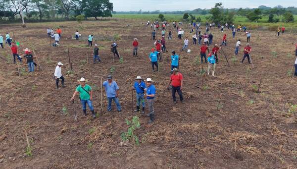 Tabasco inicia jornada para sembrar 2.5 millones de árboles