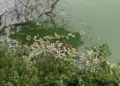 Lluvias estarían detrás de mortandad de peces en la UJAT