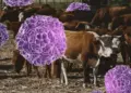 Descartan fiebre aftosa en ganado de Sonora y anuncian regreso de exportaciones a EU
