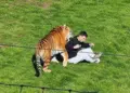 Tigre mata a hombre dentro de zoológico en Inglaterra