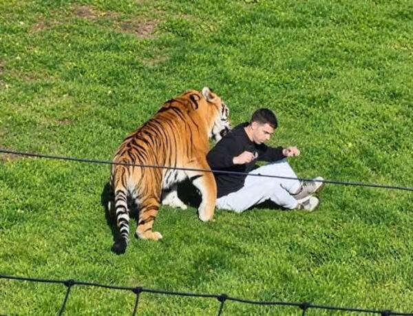 Tigre mata a hombre dentro de zoológico en Inglaterra